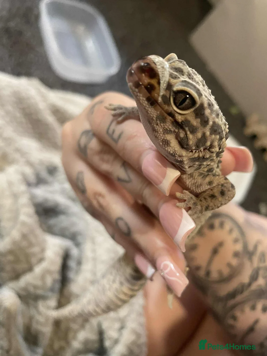 Leopard Gecko reptiles for sale: Leopard gecko - Advert 2