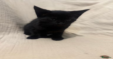 Mixed Breed cats - Advert 6