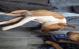 Mixed Breed dogs for sale: Luna golden girl - Image 2