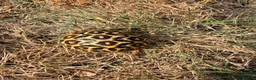 Tortoise reptiles for sale: Indian star tortoise - Advert 3