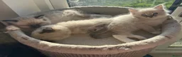Ragdoll cats for sale:  **  ragdolls kittens  in Stockton-on-Tees - Advert 15