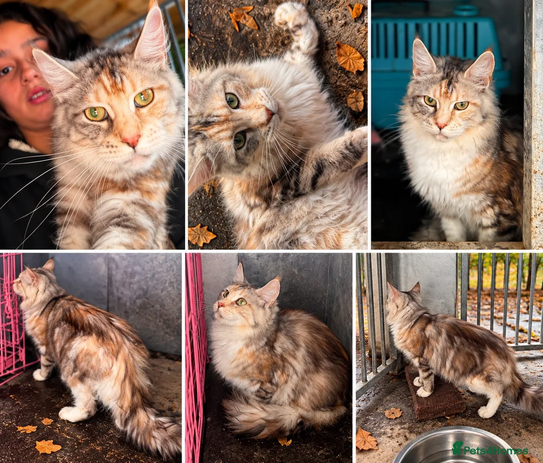 Maine Coon cats for sale: Tica active male and females  in Harlow - Advert 1