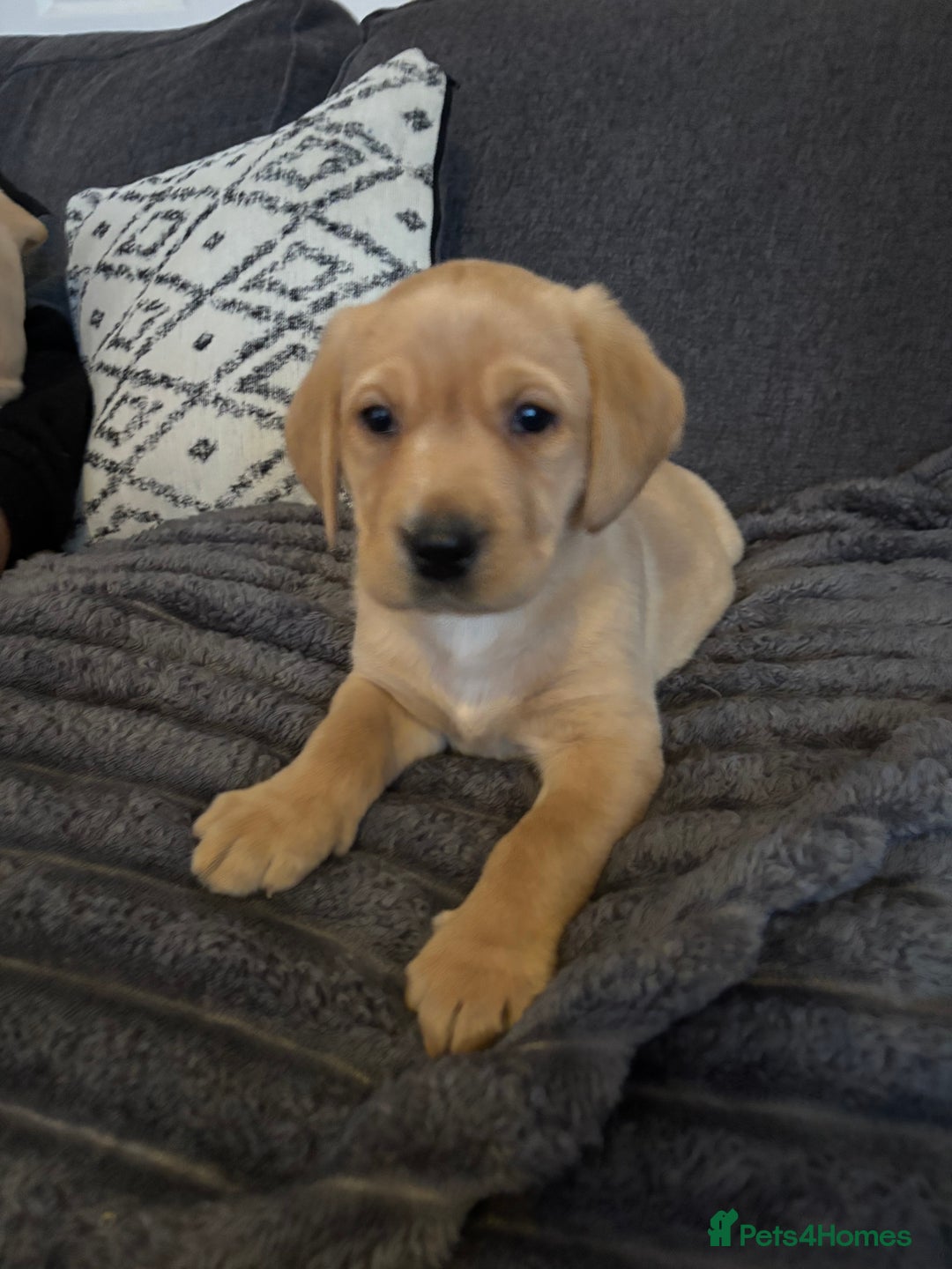 Labrador Retriever dogs for sale: KC registered Labrador retriever pups - Advert 16