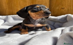 Miniature Dachshund dogs for sale: Purebred Miniature Dachshund Puppies – Ready - Image 5