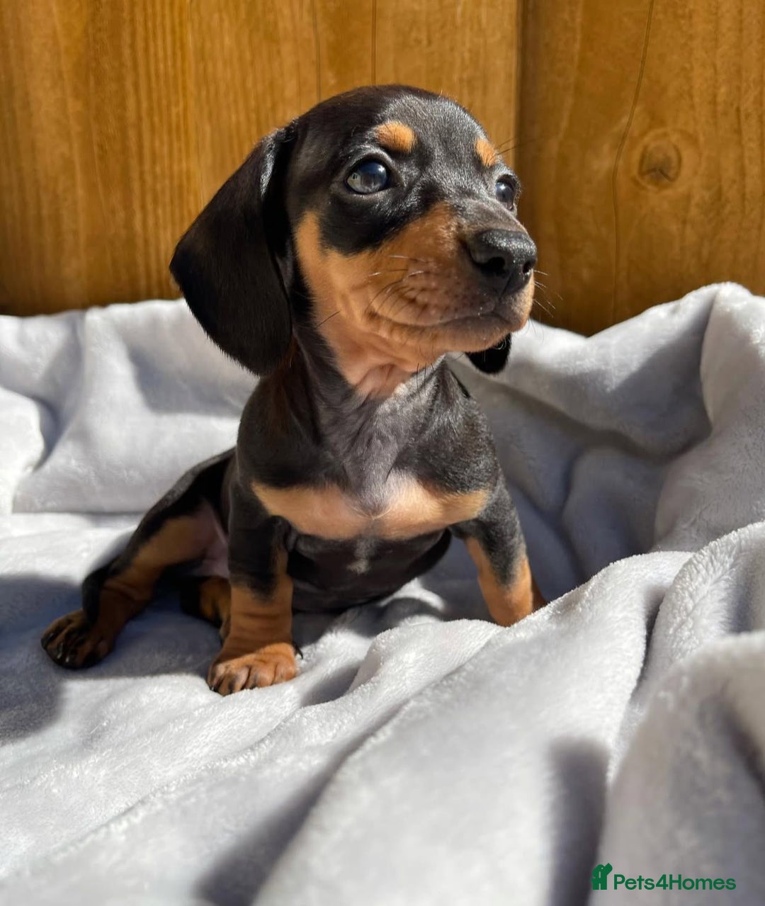 Miniature Dachshund dogs for sale: Purebred Miniature Dachshund Puppies – Ready - Image 5