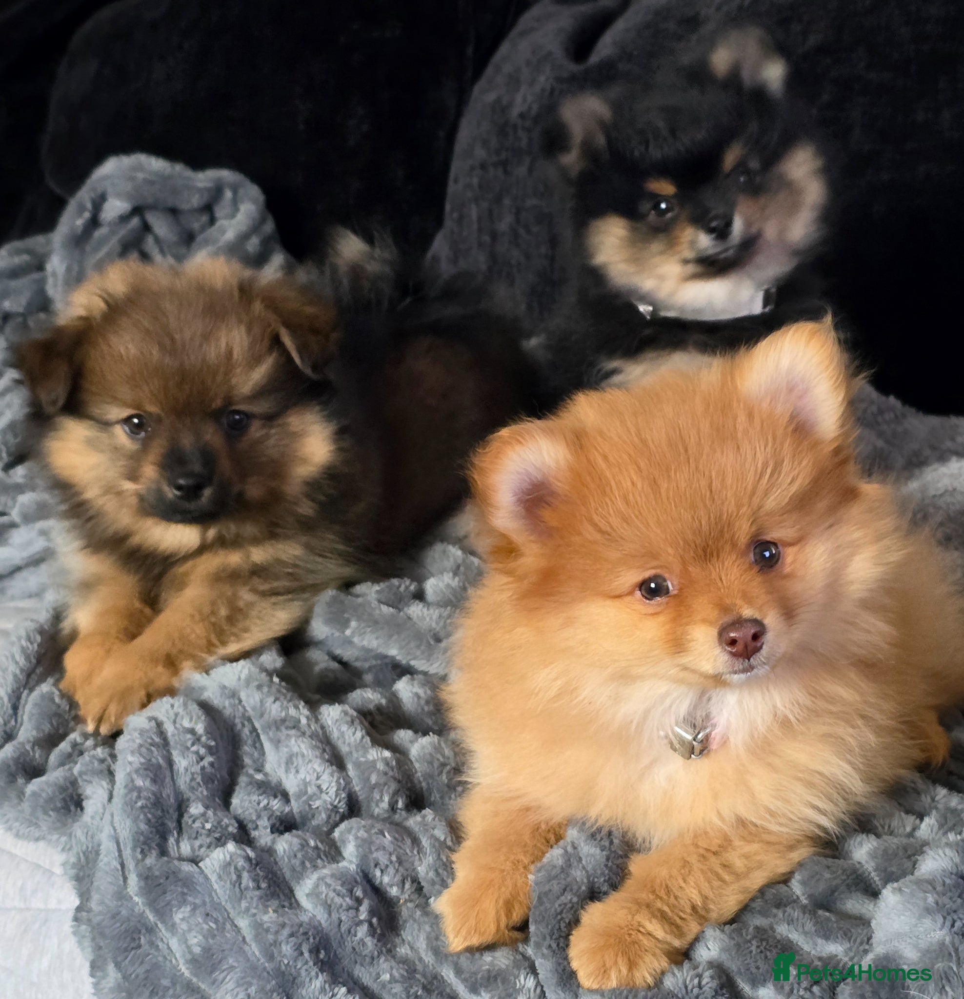 Pomeranian dogs Pomeranian puppies - Advert 14