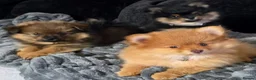 Pomeranian dogs for sale: Pomeranian puppies - Advert 1