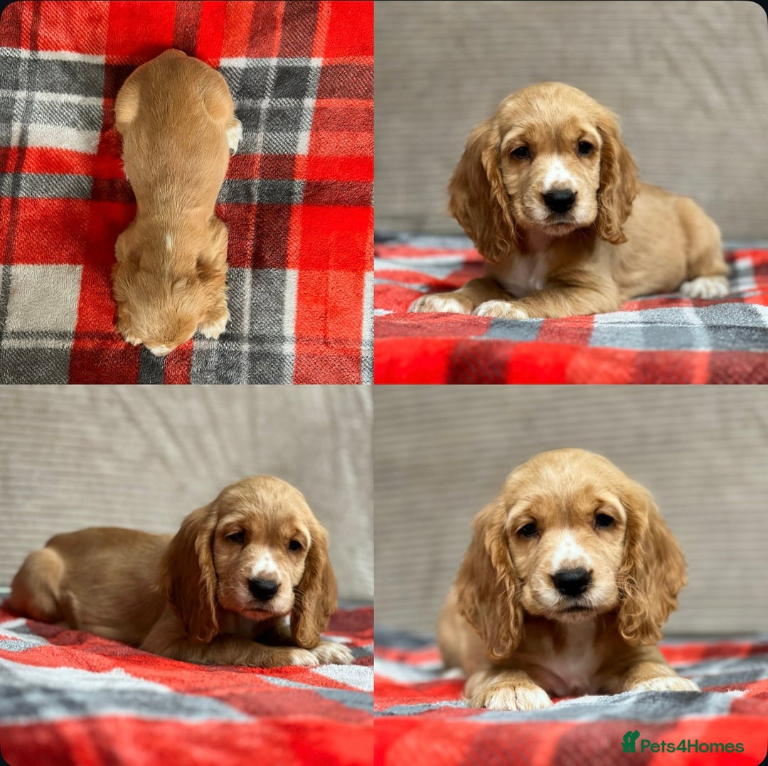 Cocker Spaniel dogs for sale: STUNNING COCKER SPANIEL PUPPIES  - Image 28