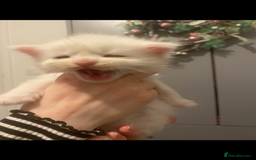 Maine Coon cats for sale: Beautiful Rare White Blue Eyed GCCF Maine Coons - Image 15