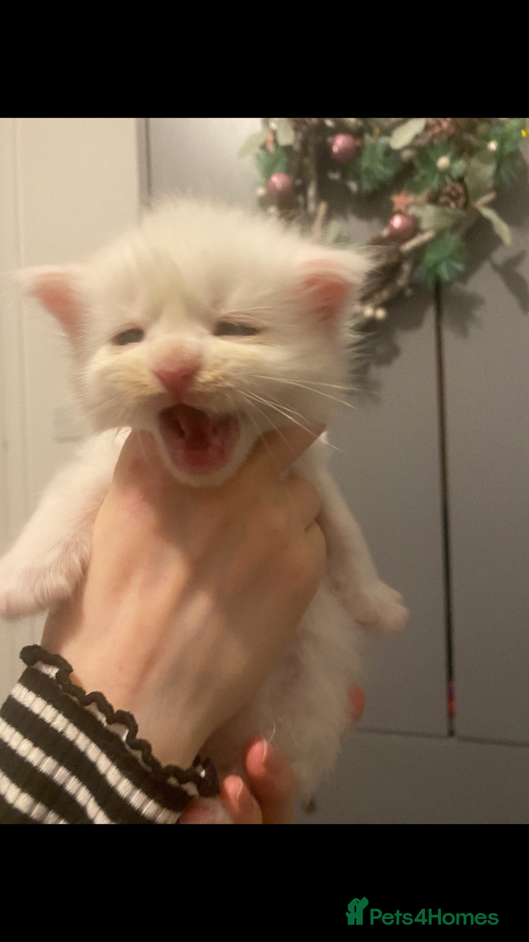 Maine Coon cats for sale: Beautiful Rare White Blue Eyed GCCF Maine Coons - Image 15