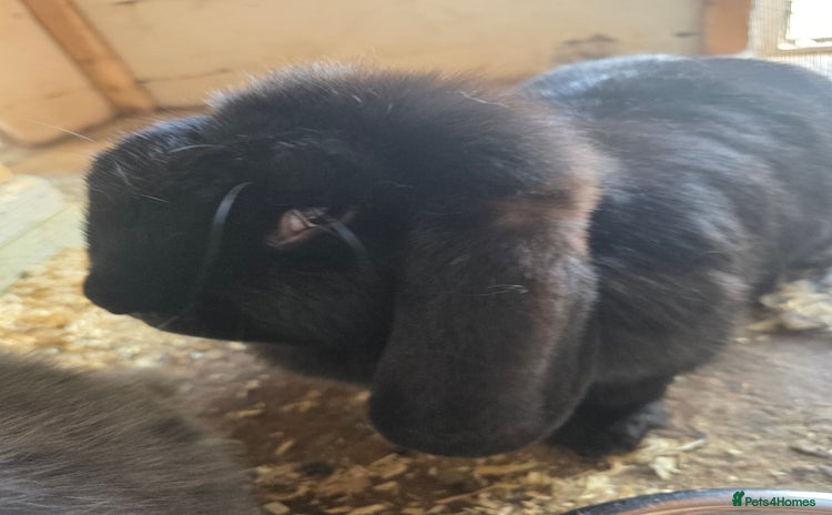 French Lop rabbits - Advert 3