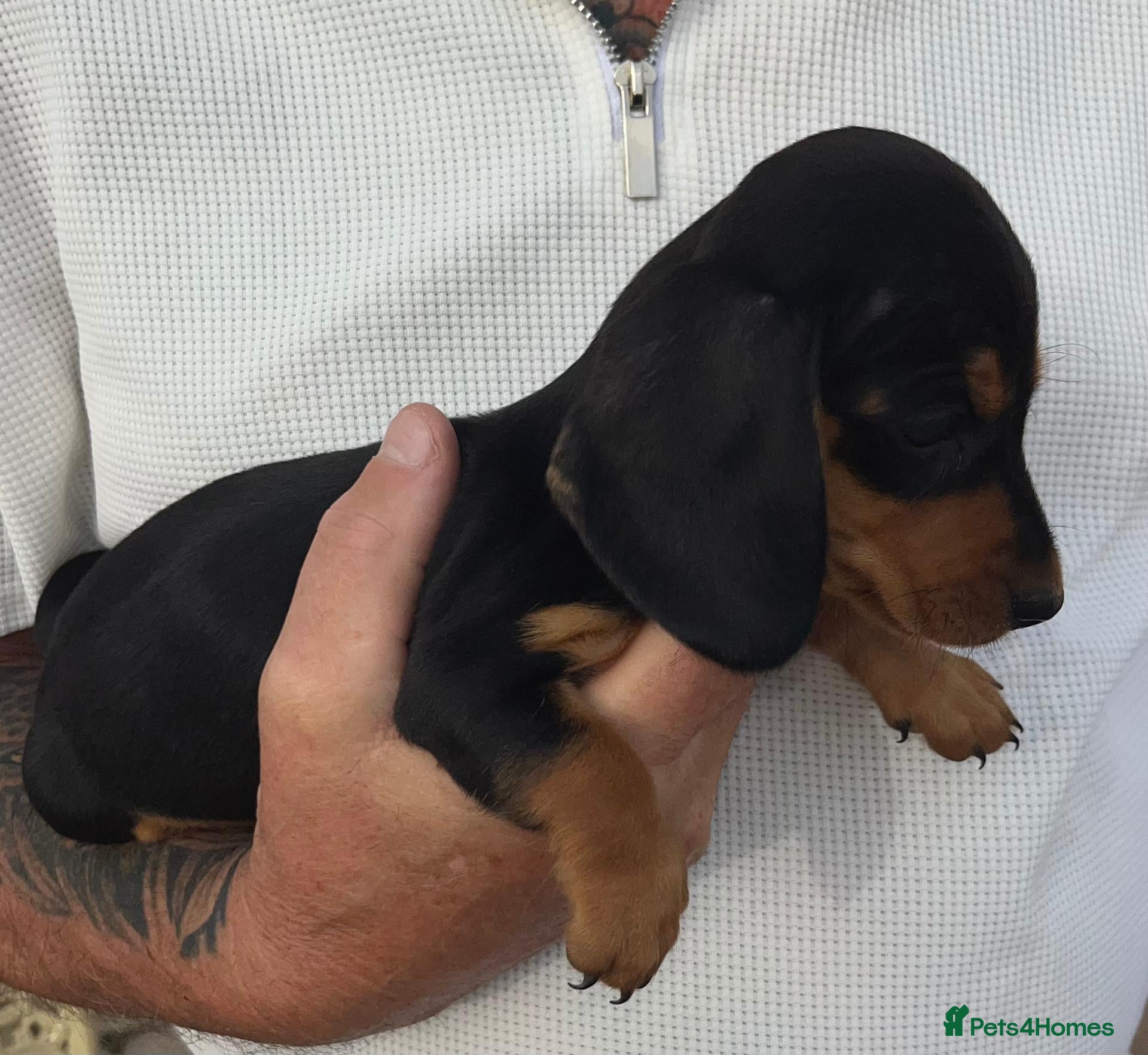 Miniature Dachshund dogs for sale: Beautiful miniature Dachunds - Advert 1