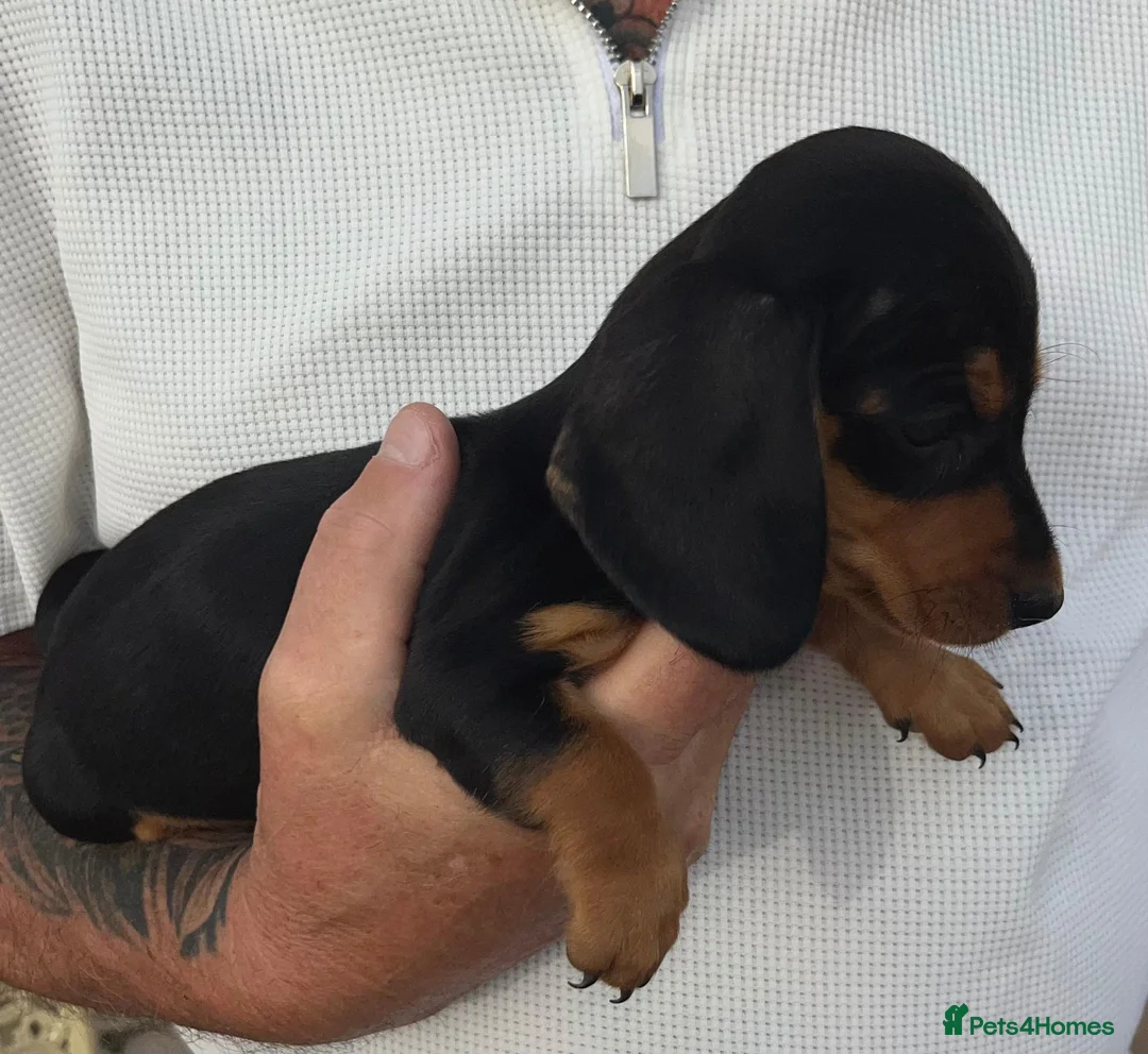 Miniature Dachshund dogs for sale: Beautiful miniature Dachunds - Advert 1