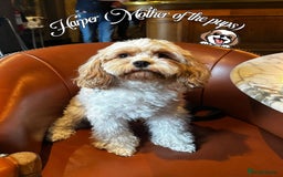 Shihpoo dogs for sale: F1b Shihpoo Puppies - 2 boys, 3 girls  - Advert 8