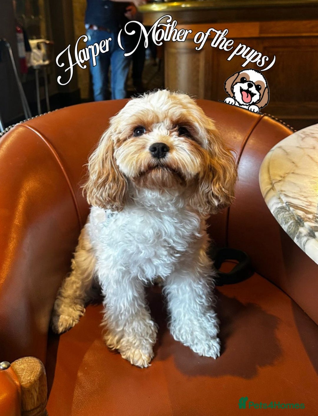 Shihpoo dogs for sale: F1b Shihpoo Puppies - 2 boys, 3 girls  - Advert 8