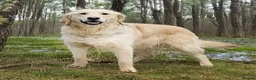 Golden Retriever dogs for sale: 🌟🏆CHAMPION Couple 35GEN HEALTH CERTIFICATED - Advert 6