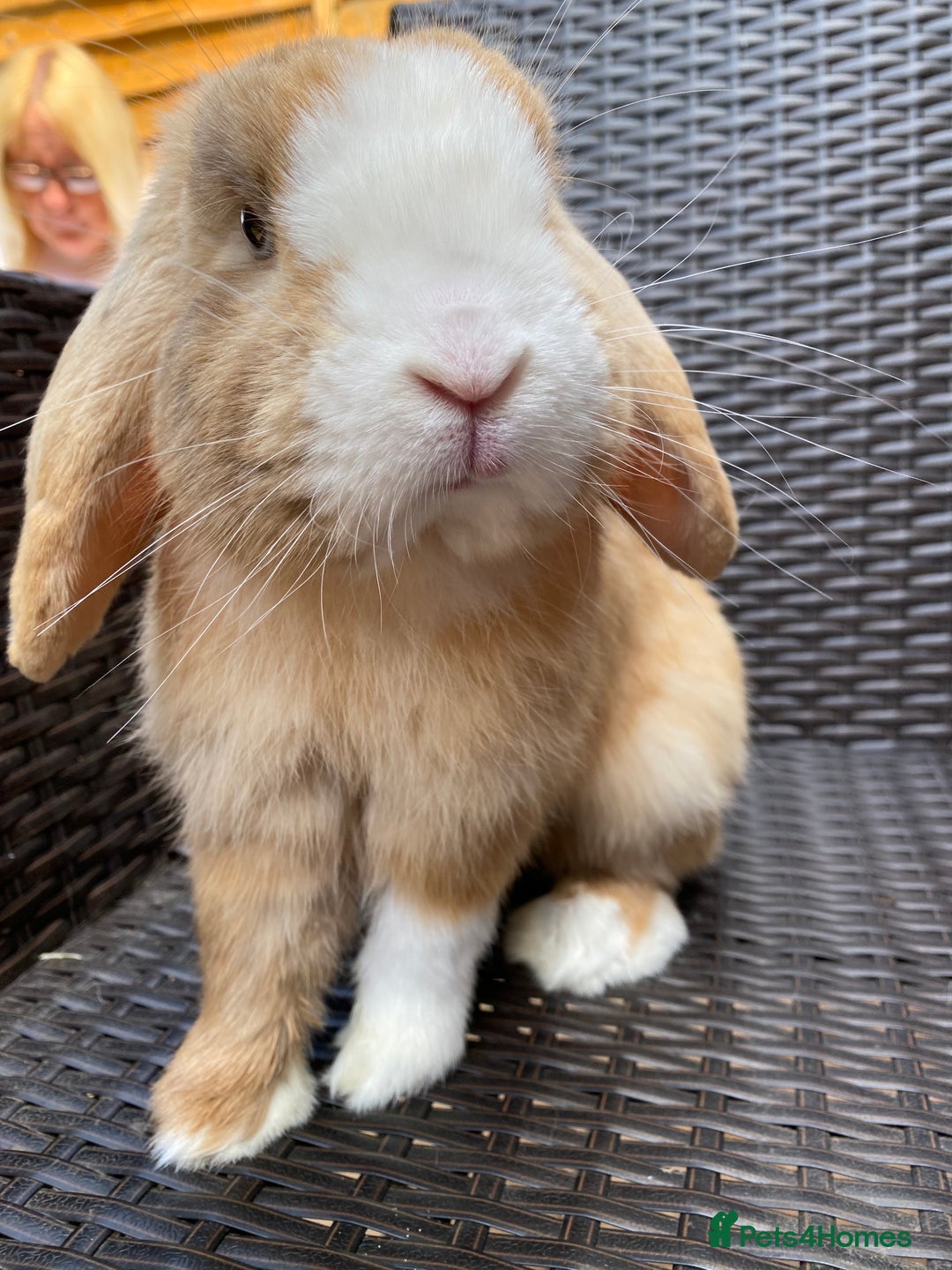 Mini Lop rabbits for sale: Mini Lop Buck  - Advert 12