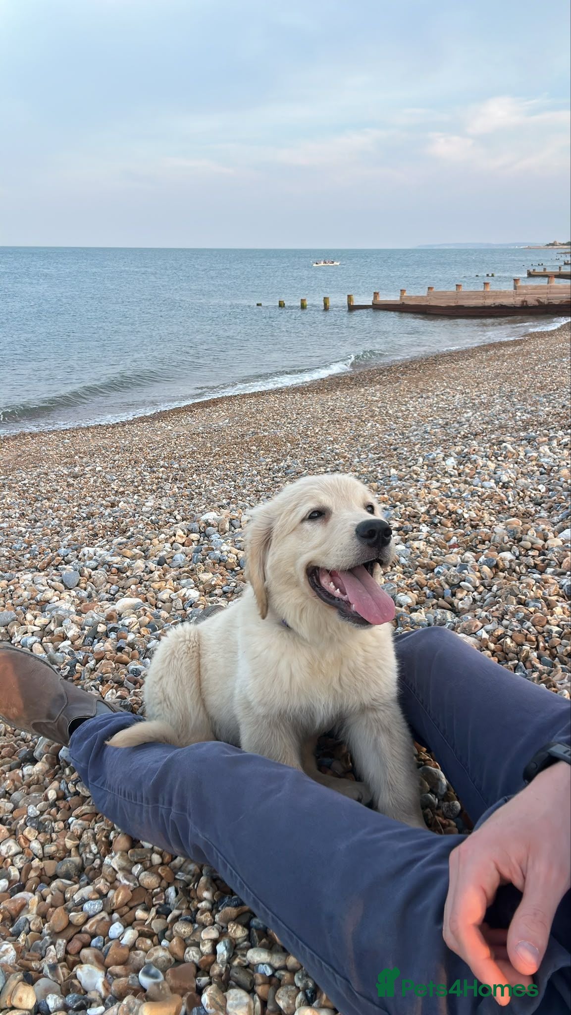 Golden Retriever dogs Golden retriever 4 month pup - Advert 10