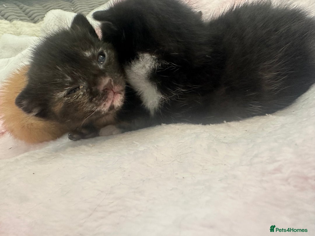 Mixed Breed cats for sale: Kittens  - Image 7