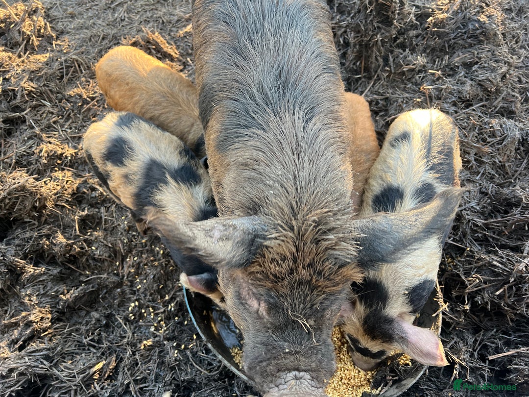 Pig livestock for sale: purebred Kune kune pigs - Advert 2