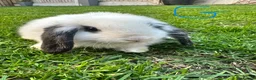 Mini Lop rabbits for sale: Mini Lop Rabbits For Sale  - Advert 15