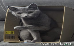 Russian Blue cats for sale: Intelligent & Balanced Russian Blue Cross Kittens - Image 9