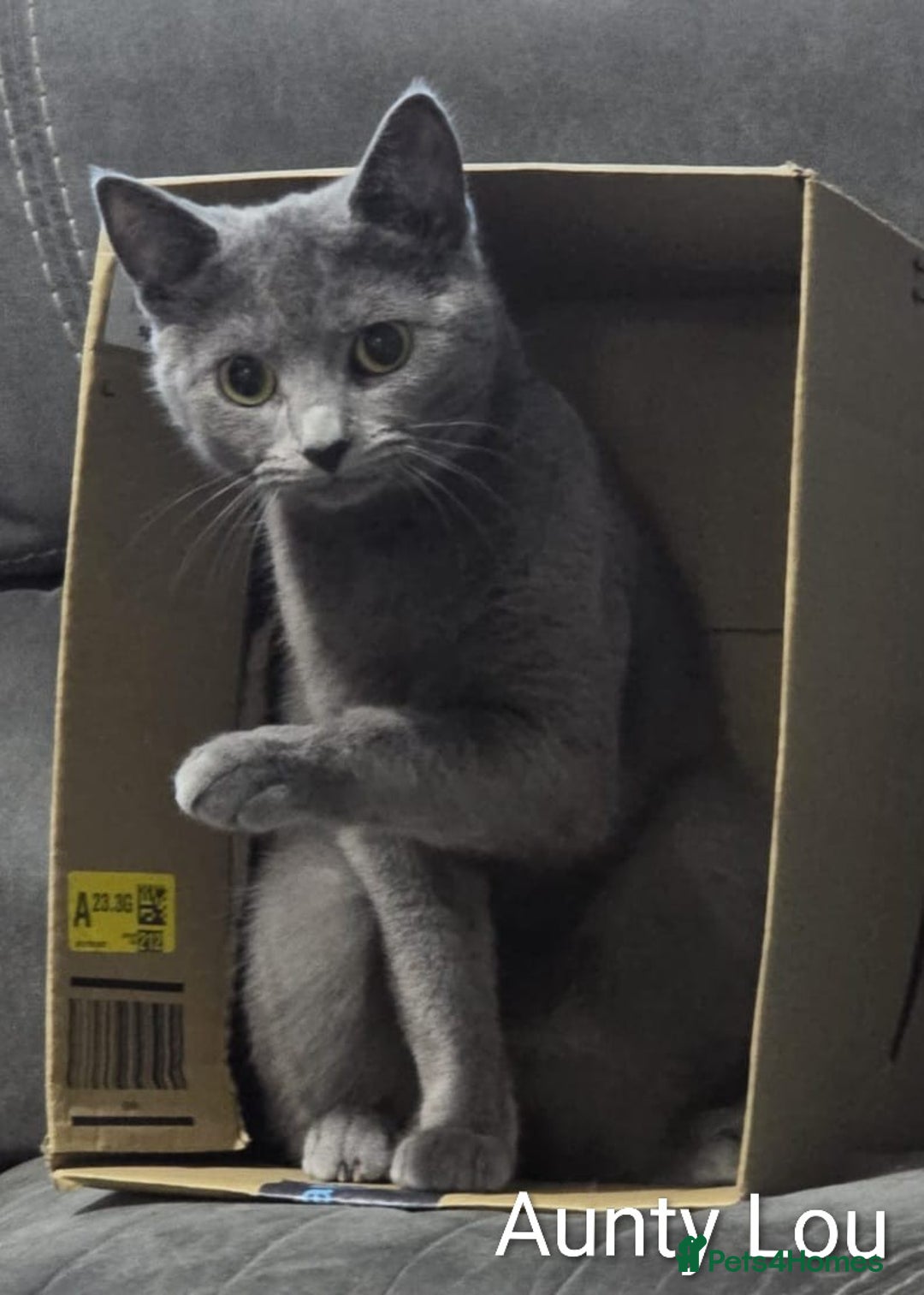 Russian Blue cats for sale: Intelligent & Balanced Russian Blue Cross Kittens - Image 9