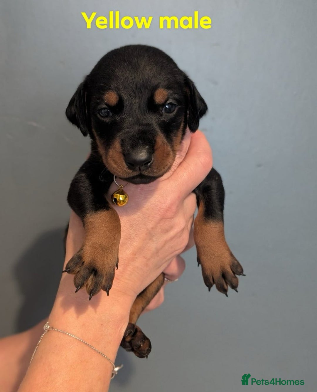 Dobermann dogs for sale: Top Quality Pedigree Dobermanns – Black & Tan - Advert 8