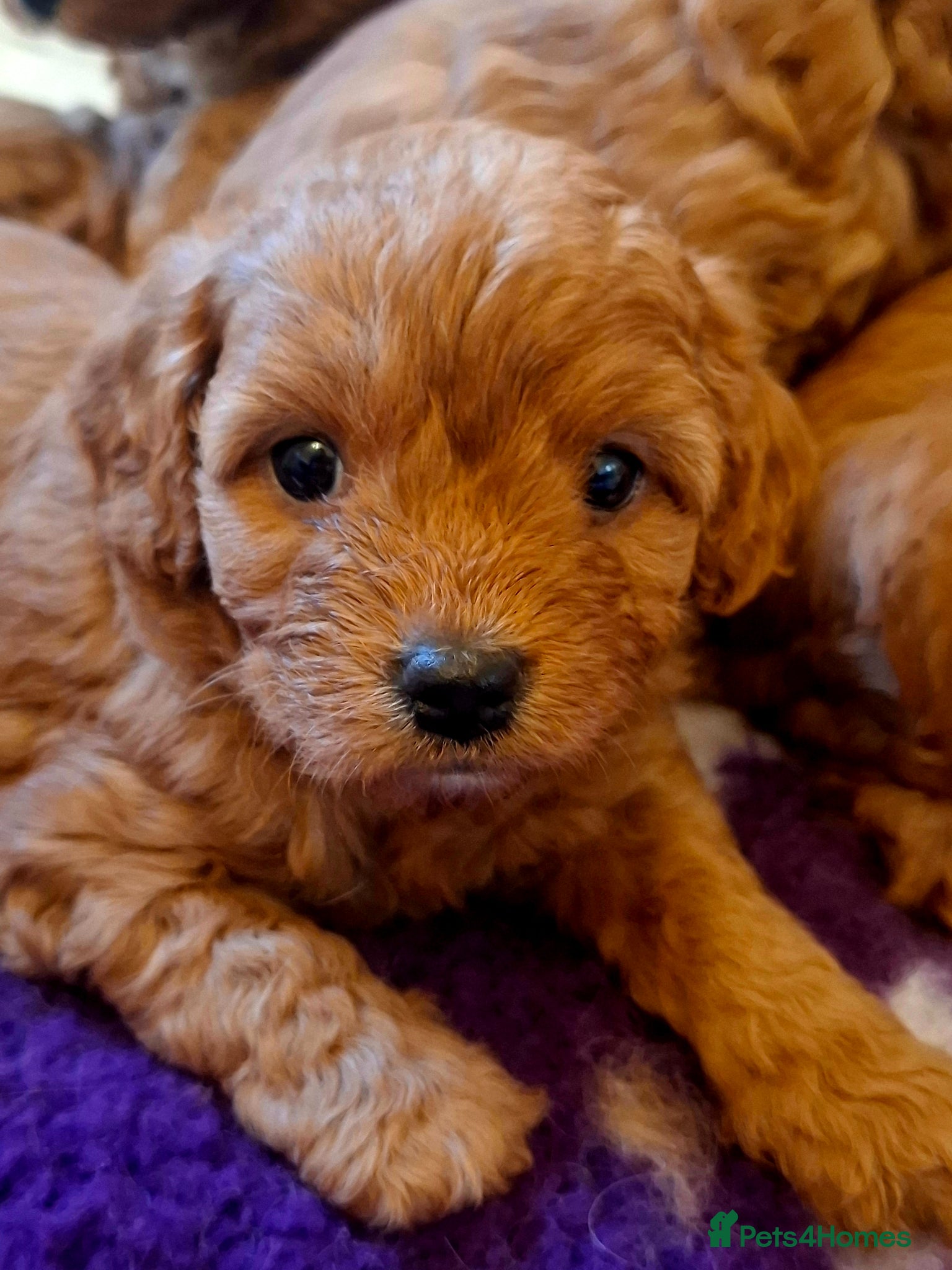 Cavapoo dogs F1 Toy Cavapoo puppies.Health tested red/champagne - Advert 4