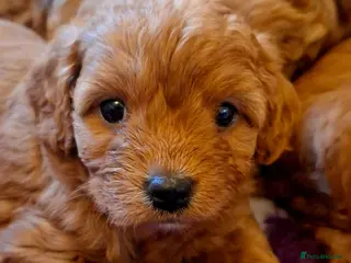 Cavapoo dogs F1 Toy Cavapoo puppies.Health tested red/champagne - Advert 4