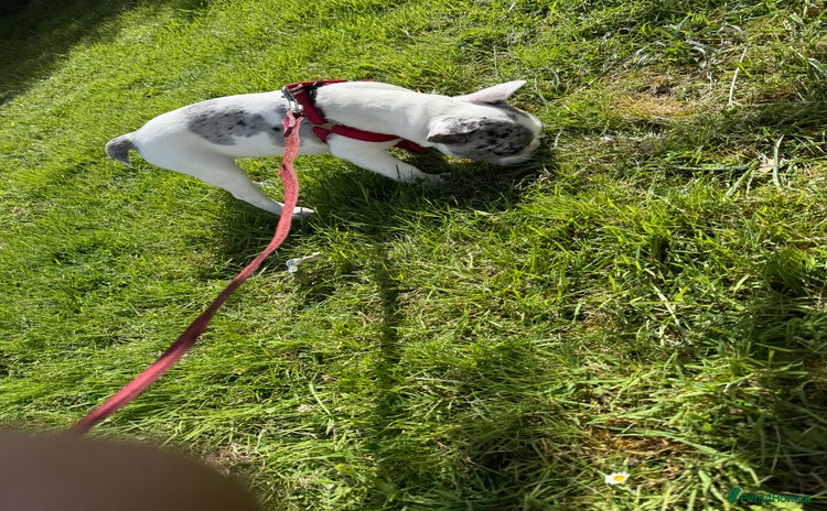 French Bulldog dogs - Advert 1