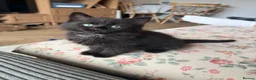 British Longhair cats for sale: Black longhair Kitten🐾 - Advert 9