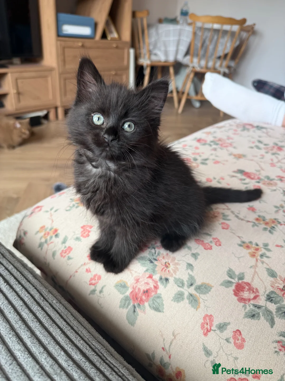 British Longhair cats for sale: Black longhair Kitten🐾 - Advert 9