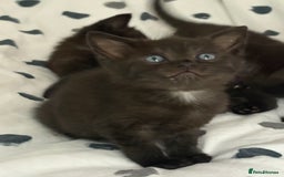 Russian Blue cats for sale: 6 beautiful kittens Russian Blue/Tabby - Image 3