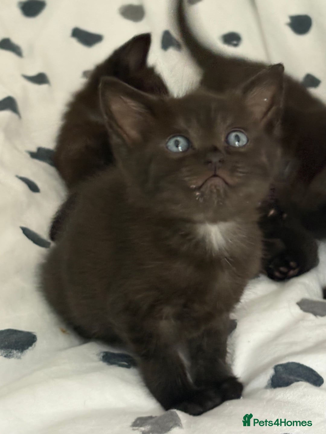 Russian Blue cats for sale: 6 beautiful kittens Russian Blue/Tabby - Image 3