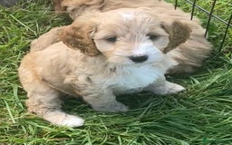 Cockapoo dogs for sale: Health Tested parents Cockapoo puppies - Image 2