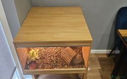 Tortoise reptiles for sale: 4YO (f) hermann & 3YO (f) spur tighed tortoise  - Image 2