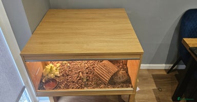 Tortoise reptiles - Advert 1