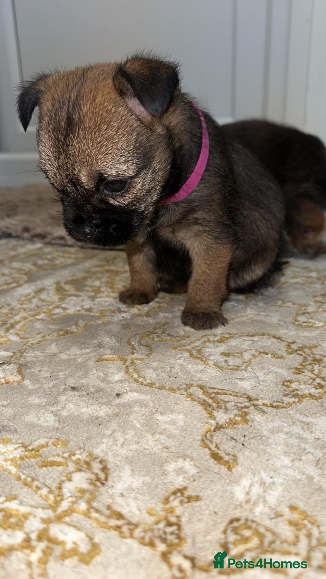 Border Terrier dogs for sale: Kc registered Border  terrier puppies - Advert 14