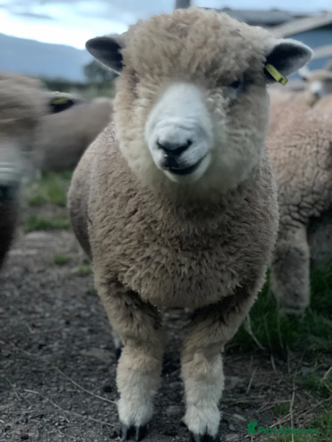 Sheep livestock for sale: Pedigree ryeland ram lambs in Hereford - Advert 8