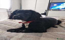 Sprocker dogs for sale: Sprocker Puppies  - Image 9