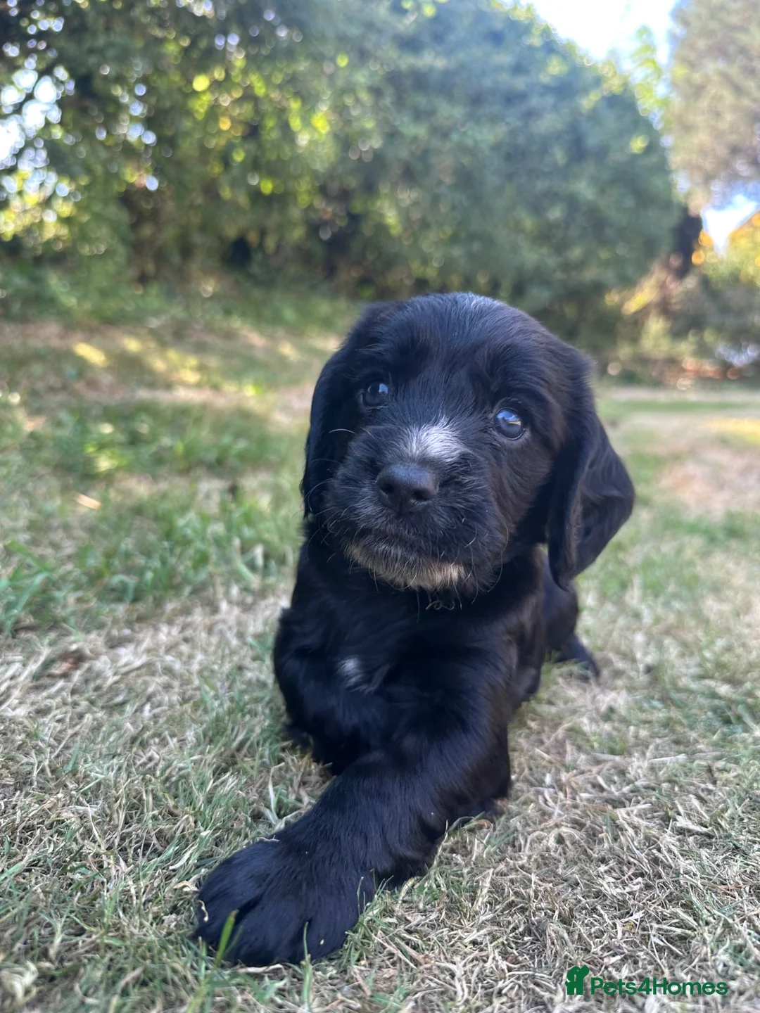 Sprocker dogs for sale: 🐾 Beautiful Sprocker Spaniel Puppies 🐾 in Barnstaple - Advert 9