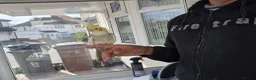Cockatiels birds for sale: Super Hand Tamed cockatiel for sale  - Advert 13