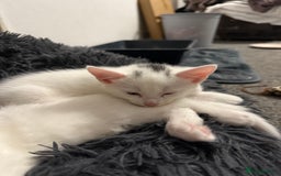 Turkish Angora cats for sale: Turkish angora kittens  - Image 9