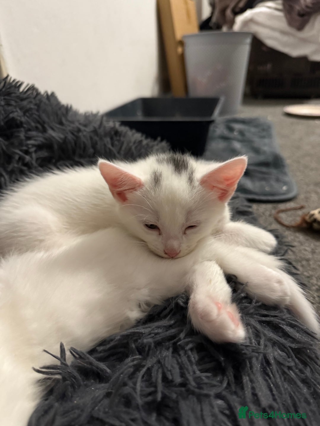 Turkish Angora cats for sale: Turkish angora kittens  - Image 9