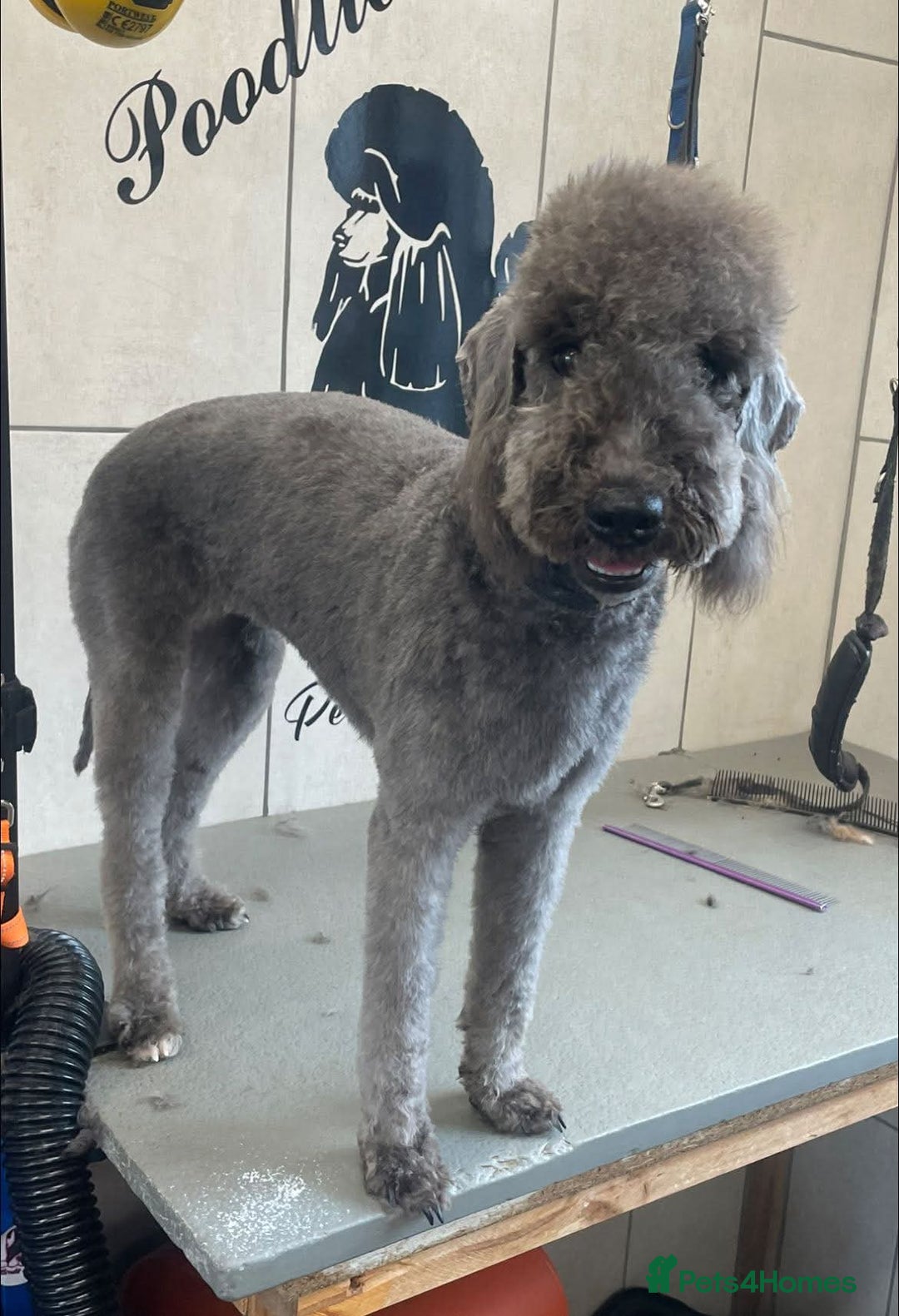 Bedlington Terrier dogs for stud:  Bedlington terrier for stud   in Chesterfield - Advert 5