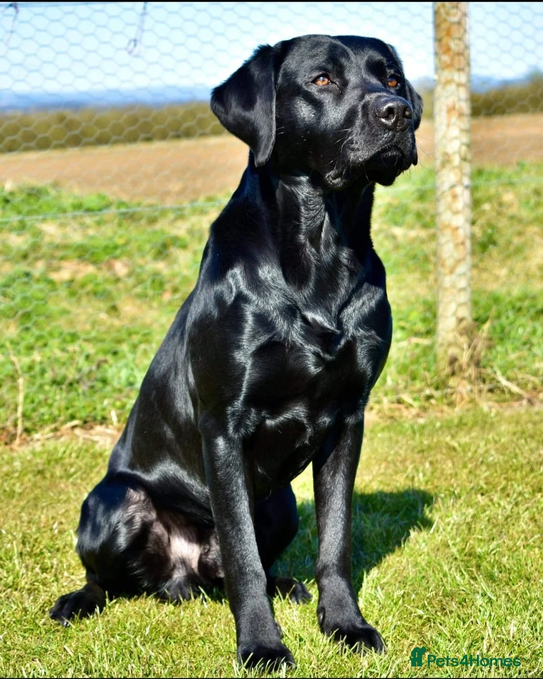 Labrador Retriever dogs for sale: Traditional Stocky Labrador Puppies due 2nd March - Advert 7