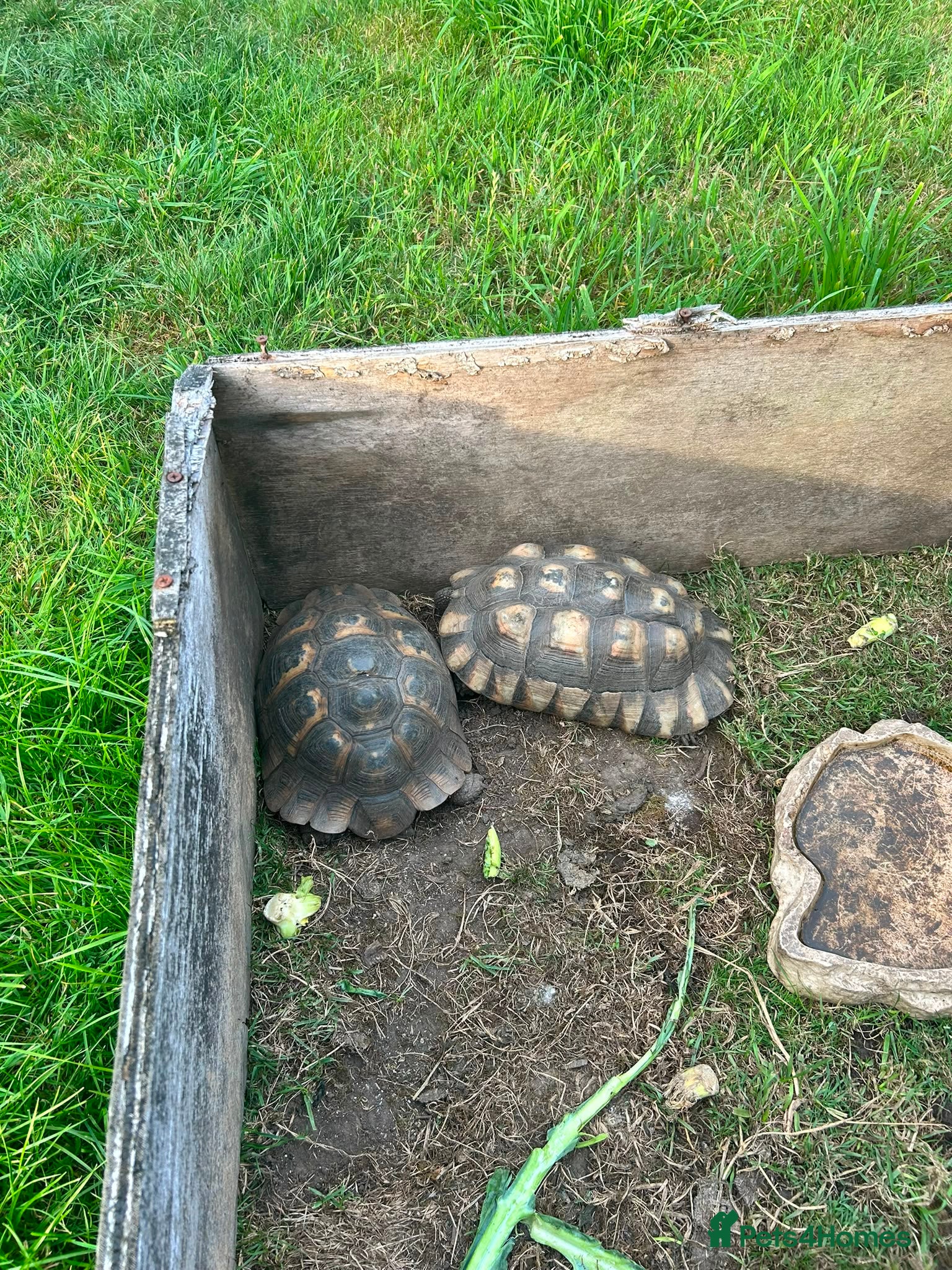 Tortoise reptiles 5 tortoises for rehoming  - Advert 1