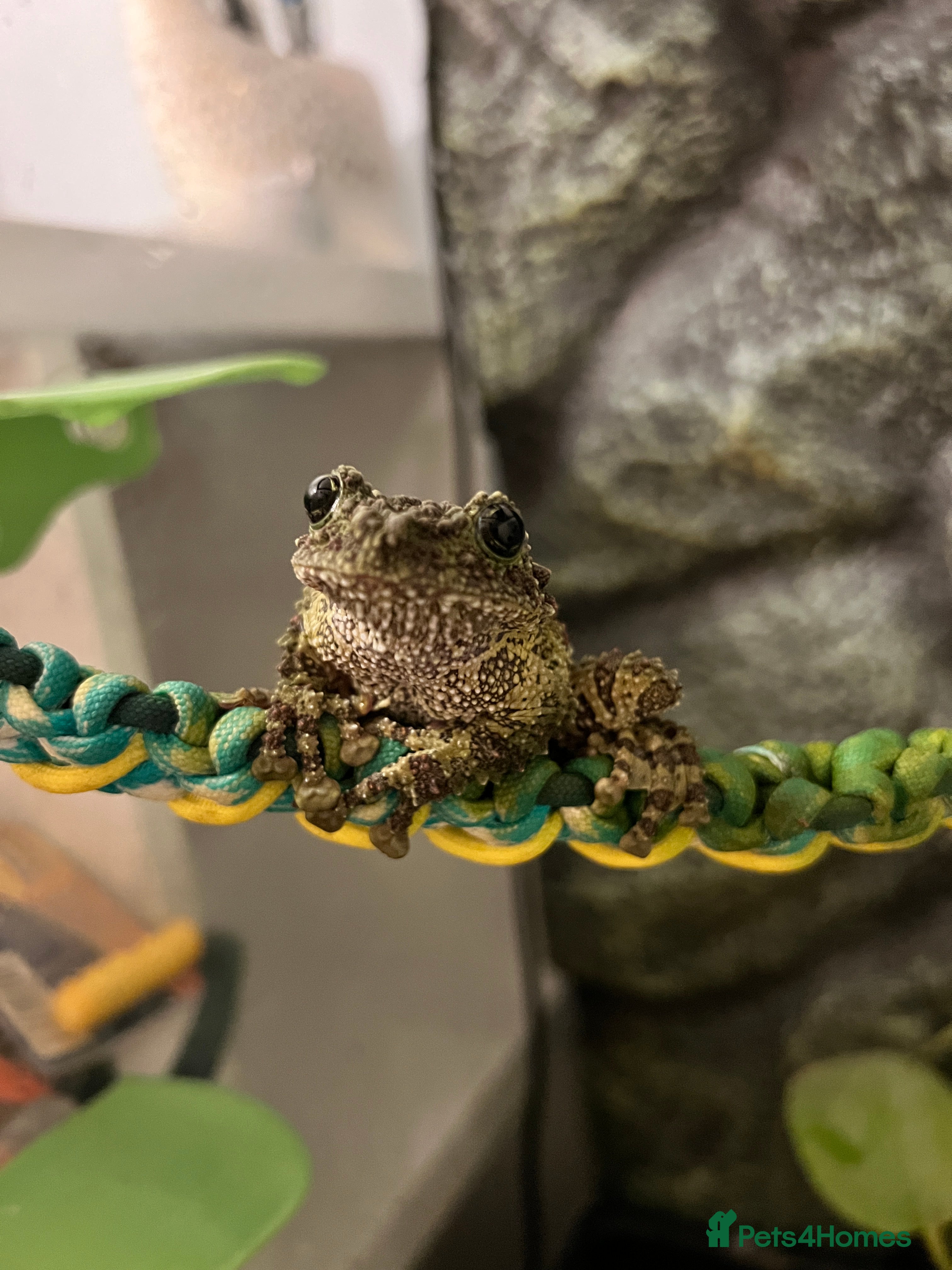 Frog reptiles 2 Vietnamese Mossy Frogs - Advert 3