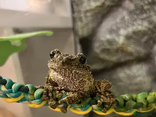 Frog reptiles 2 Vietnamese Mossy Frogs - Advert 3